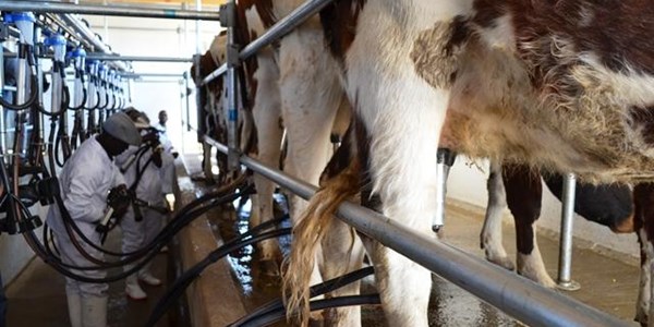 MPO wil werk maak van melkpryskwessie MPO wil werk maak van melkpryskwessie | News Article