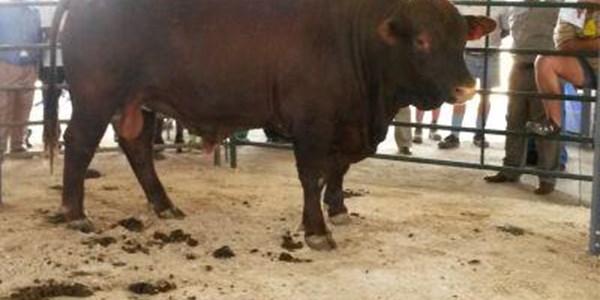 Buy a bull worth seven weaners | News Article