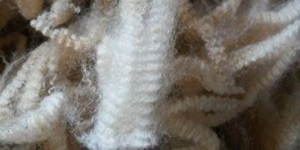 Wool prices still on the rise Wool prices still on the rise | News Article