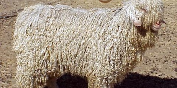 Record breaking mohair sale this week Record breaking mohair sale this week | News Article