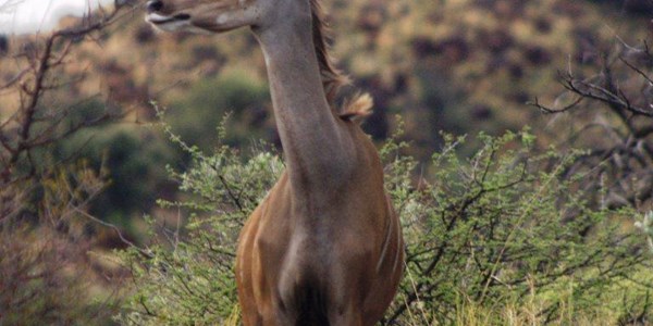 Buitelandse jagters bestee R1,5 miljard in SA | News Article