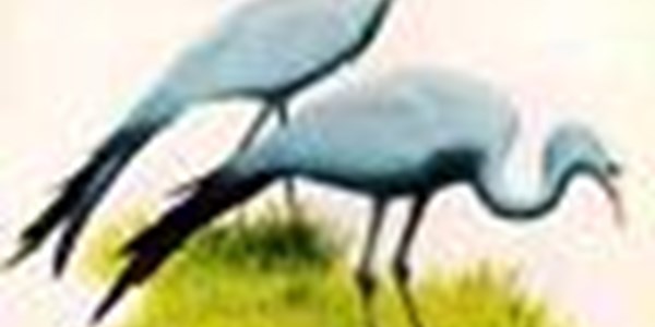 Blue crane investigations “at advanced stage” | News Article