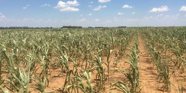 LUISTER: Effek van droogte kan later ook “uitkring” | News Article