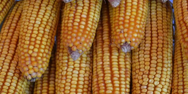 Gosa President comments on impending maize imports | News Article