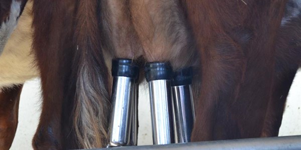 Dairy entries judged in Bloem | News Article