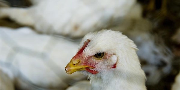 US comments on poultry negotiations | News Article