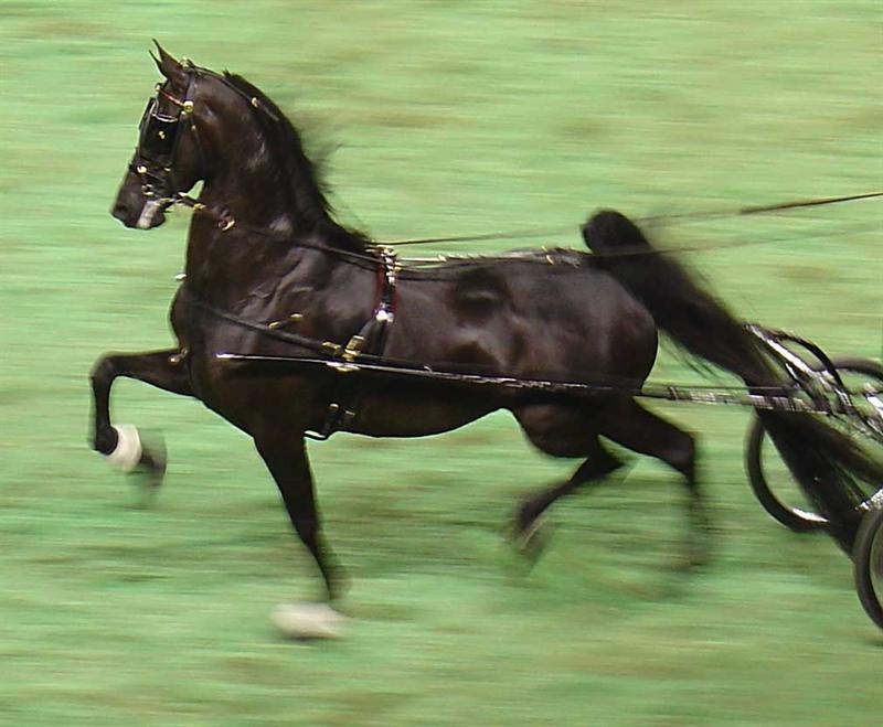 Bloemfontein hosts largest openair Saddle Horse show in the world OFM