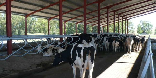 Answers on Vrede Dairy Project not forthcoming | News Article