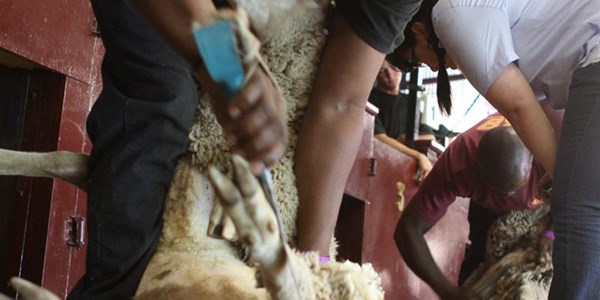 Wool flies in sheep shearing championships | News Article