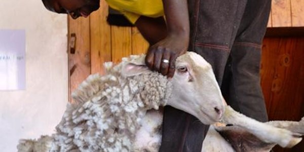 Wool season ends on high | News Article
