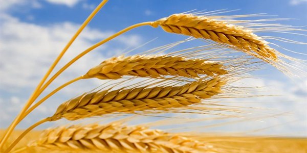 Wheat tariff raised | News Article