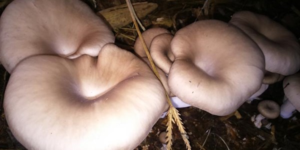 NWU student pioneers dry climate oyster mushroom cultivation technique | News Article