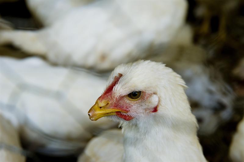 DTI welcomes US/SA chicken deal | News Article