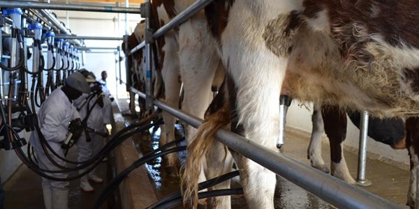 Milk producers hit by further price reductions | News Article