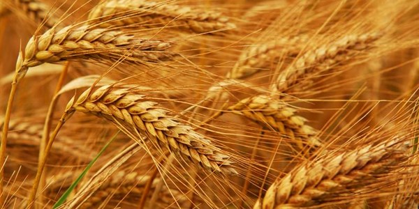 VKB expands further into value chain with wheat mill investment VKB expands further into value chain with wheat mill investment | News Article