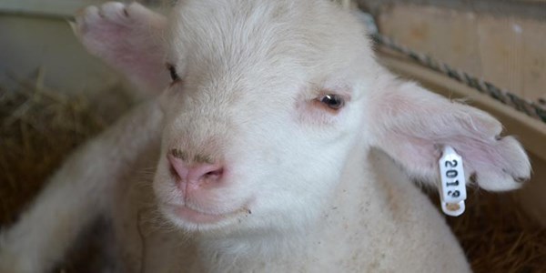 Five healthy lambs from a single ewe | News Article