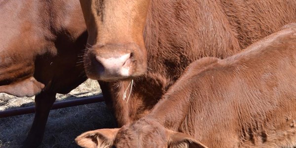 Cattle "futures" in the pipeline | News Article