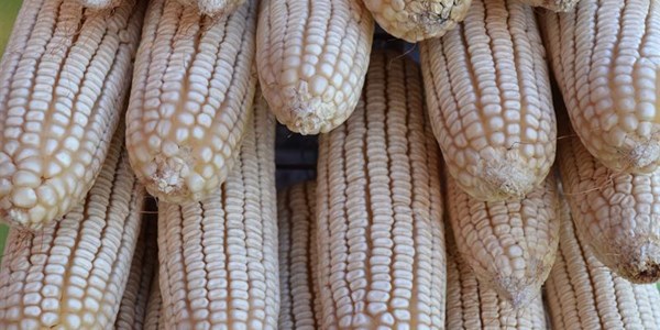 White maize expected to reach record high by next week | News Article