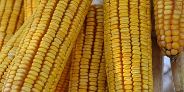 Maize production estimate revised upwards | News Article
