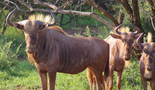 Future Focus day explores wildlife farming possibilites | News Article
