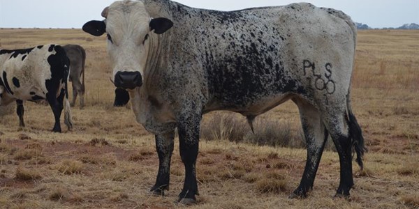 North West Nguni breeders named top emerging farmers North West Nguni breeders named top emerging farmers | News Article