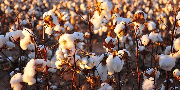 Producers cottoning on to opportunities | News Article