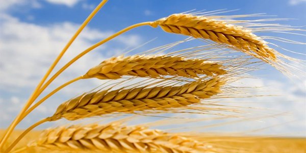 Swartland wheat producers under pressure Swartland wheat producers under pressure | News Article