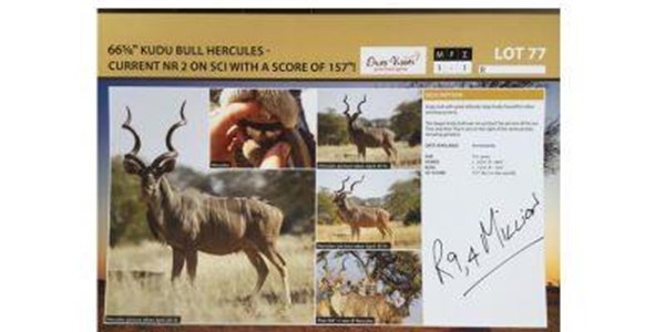 Strategy behind multi-million Rand kudu price tag | News Article