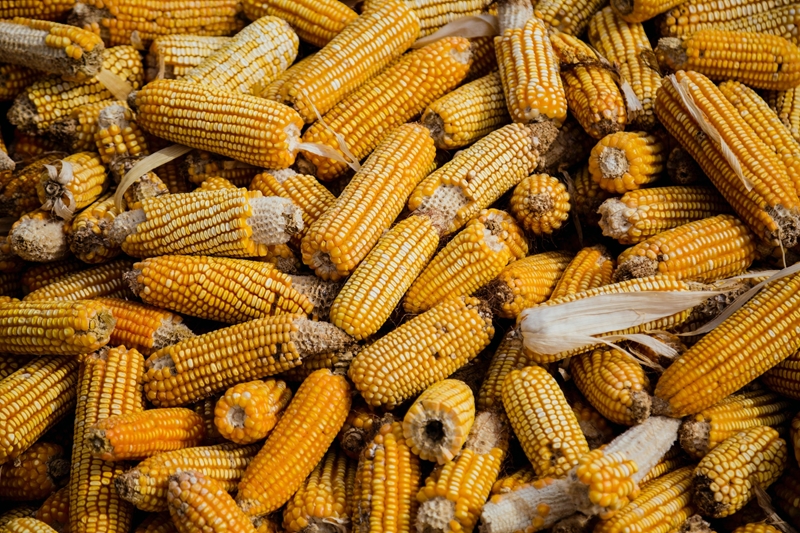 Agri-uur: Jongste Safex-nuus | News Article