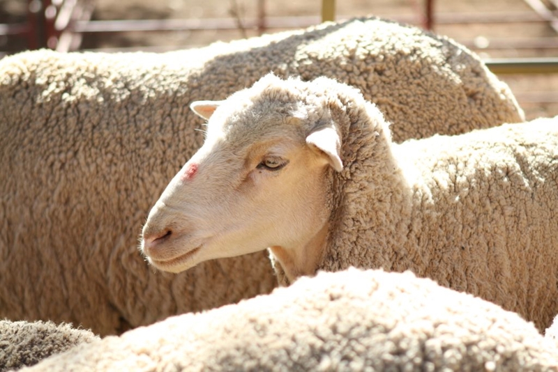 #Agbiz: South Africa’s consumer food price inflation accelerated in May | News Article