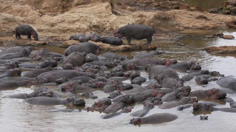 Botswana: Troppe bedreigde seekoeie val vas in modder Botswana: Troppe bedreigde seekoeie val vas in modder | News Article