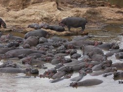 Botswana: Troppe bedreigde seekoeie val vas in modder | News Article