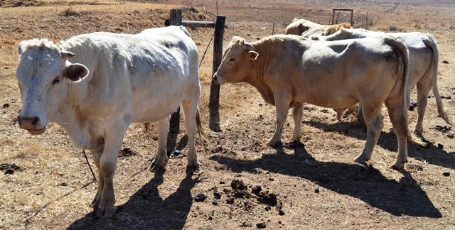 Hier is van jou hoof landboustories op OFM | News Article