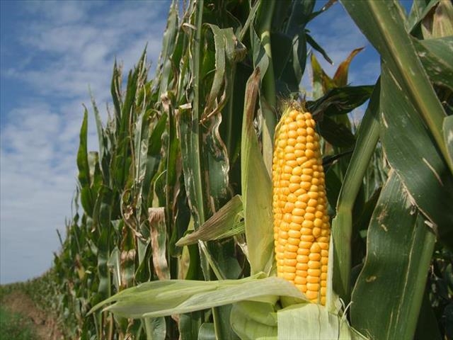 Agri-Uur: Jongste Safex-nuus | News Article