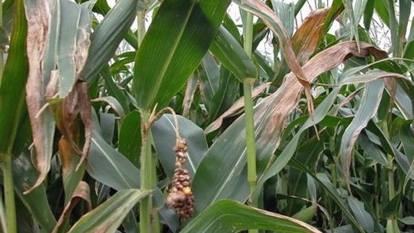Nuwe mieliesiekte in vier provinsies aangemeld Nuwe mieliesiekte in vier provinsies aangemeld | News Article