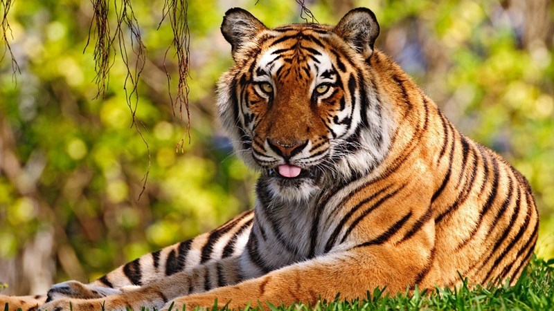 Four tigers to be relocated to the Free State  | News Article