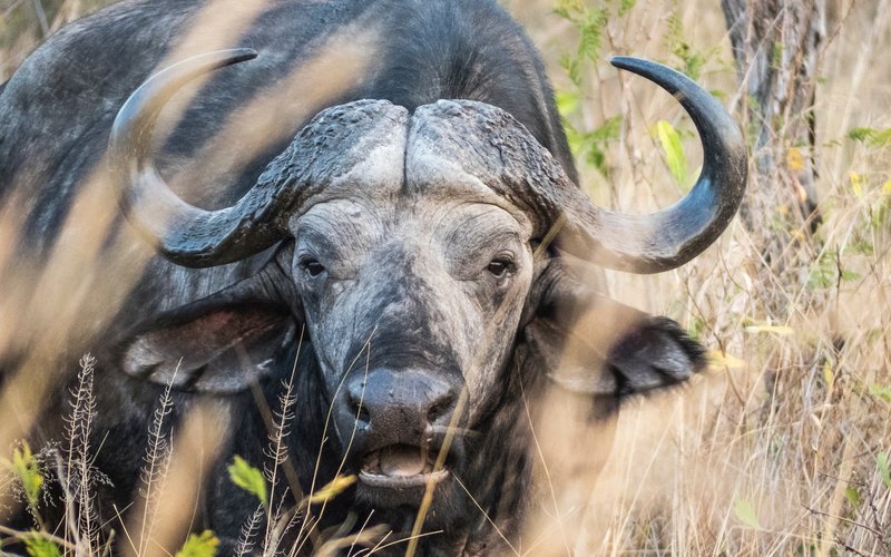 Drunk buffaloes blow cover on contraband booze | News Article
