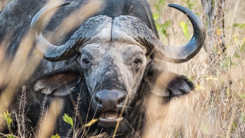 Drunk buffaloes blow cover on contraband booze | News Article