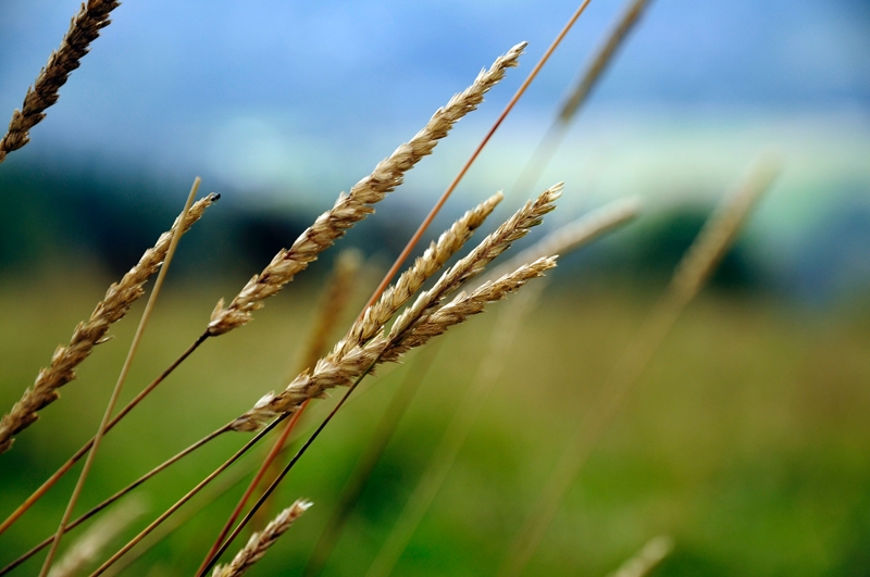 Agri-uur: Jongste Safex-nuus | News Article