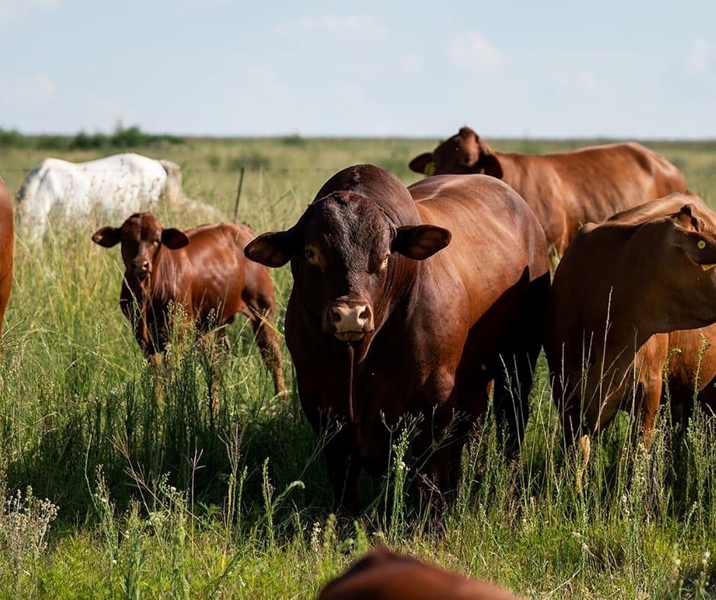 Bees van die week: Die Droughtmaster | News Article