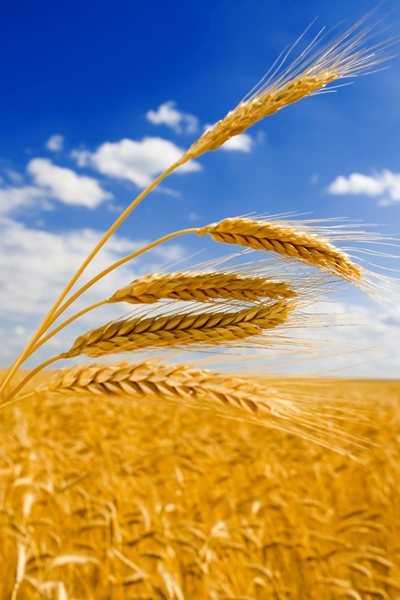 Agri-Uur: Jongste Safex-nuus | News Article