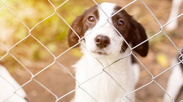 International Clear the Shelters Month: Bloemfontein residents urged to adopt pets International Clear the Shelters Month: Bloemfontein residents urged to adopt pets | News Article