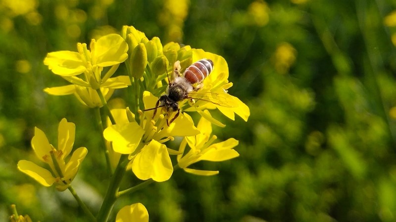 Boere plant meer kanola, groente-oliepryse daal | News Article