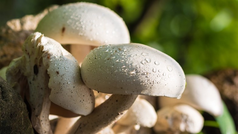 'Mushroom production needs dedication' | News Article