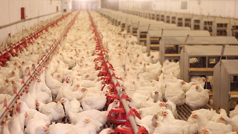 Agri podcast: Import tariffs for the poultry industry haven't been renewed Agri podcast: Import tariffs for the poultry industry haven't been renewed | News Article