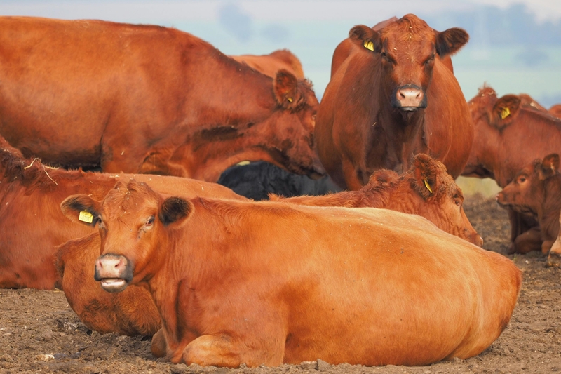 Rooivleisbedryf: ‘Ons dryf die bus in die verkeerde rigting’ | News Article