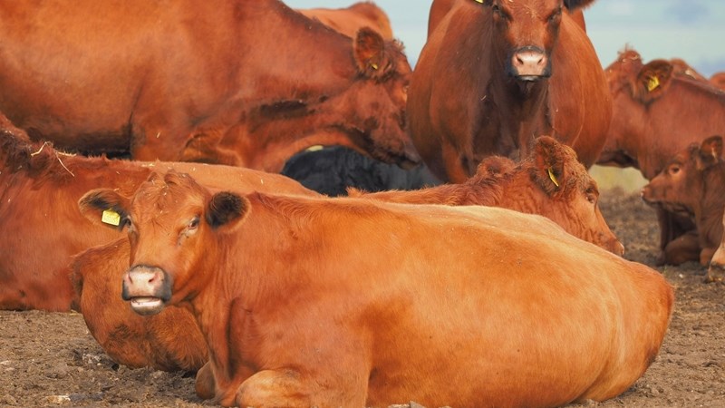 Rooivleisbedryf: ‘Ons dryf die bus in die verkeerde rigting’ | News Article