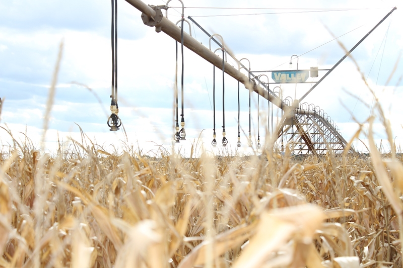 #Agbiz: SA agriculture register an 8% y/y expansion in 2021 | News Article