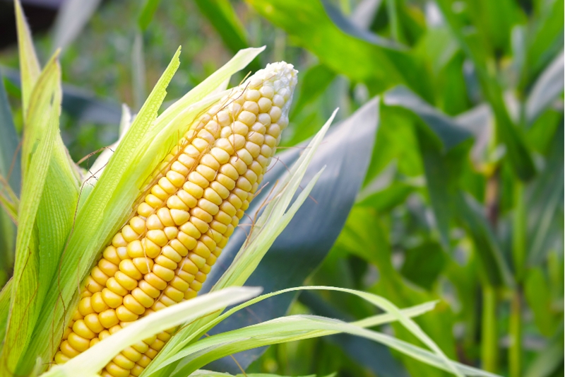 Agri-Uur: Jongste Safex-nuus | News Article