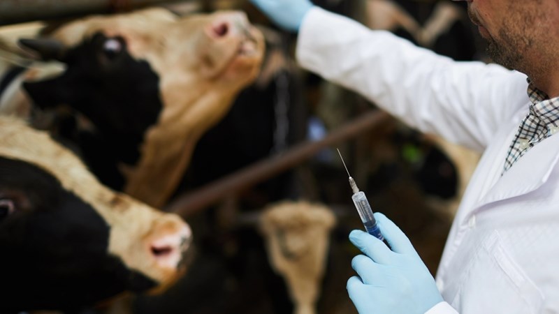 Landboudepartement: Beheer van bek-en-klouseer vorder goed Landboudepartement: Beheer van bek-en-klouseer vorder goed | News Article